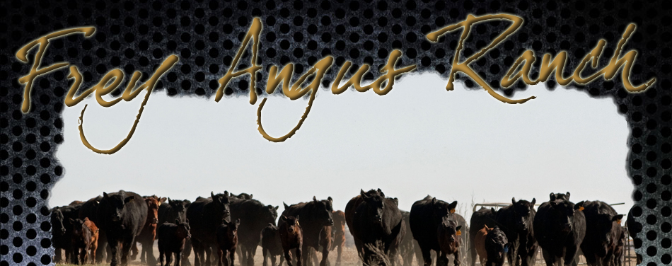 Frey Angus Ranch