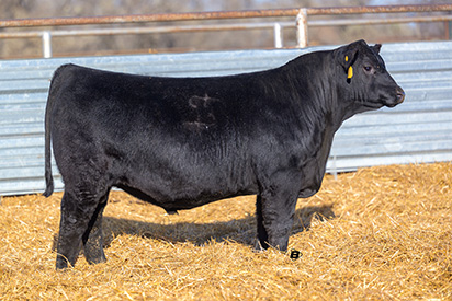 Frey Angus Ranch :: Annual Production Sale