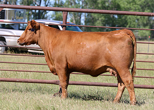 Frey Angus Ranch :: For Sale
