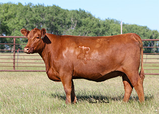 Frey Angus Ranch :: For Sale